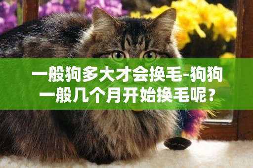 一般狗多大才會換毛-狗狗一般幾個月開始換毛呢？