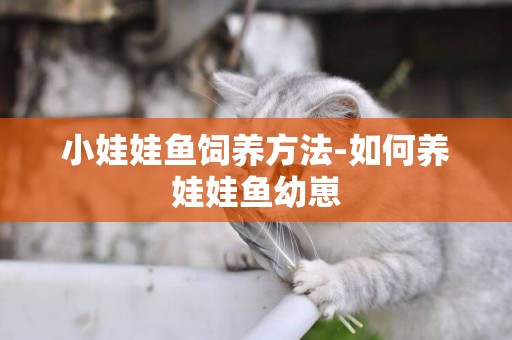 小娃娃魚飼養方法-如何養娃娃魚幼崽