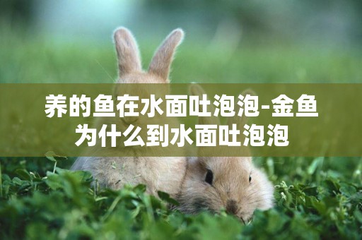 養的魚在水面吐泡泡-金魚為什么到水面吐泡泡