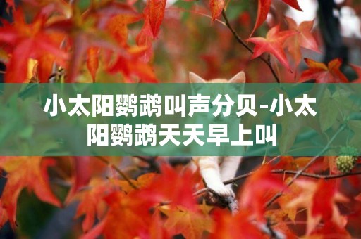 小太陽鸚鵡叫聲分貝-小太陽鸚鵡天天早上叫