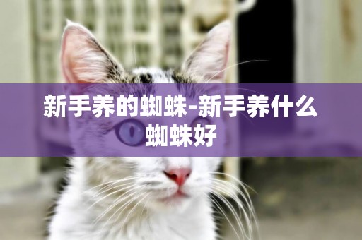 新手養的蜘蛛-新手養什么蜘蛛好