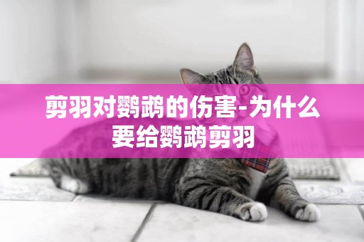 剪羽對鸚鵡的傷害-為什么要給鸚鵡剪羽