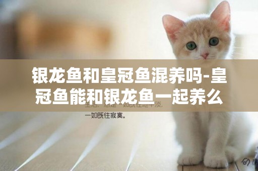 銀龍魚和皇冠魚混養嗎-皇冠魚能和銀龍魚一起養么