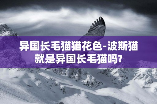 異國長毛貓貓花色-波斯貓就是異國長毛貓嗎?