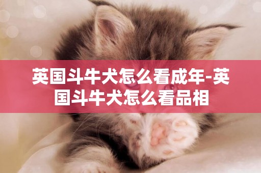 英國斗牛犬怎么看成年-英國斗牛犬怎么看品相