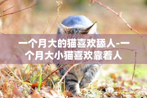 一個月大的貓喜歡舔人-一個月大小貓喜歡靠著人