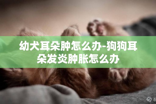 幼犬耳朵腫怎么辦-狗狗耳朵發炎腫脹怎么辦