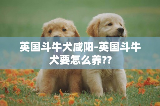 英國斗牛犬咸陽-英國斗牛犬要怎么養??