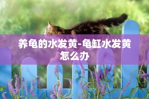 養龜的水發黃-龜缸水發黃怎么辦