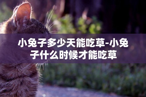 小兔子多少天能吃草-小兔子什么時候才能吃草