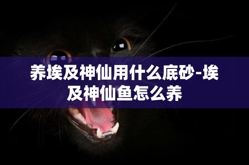 養埃及神仙用什么底砂-埃及神仙魚怎么養