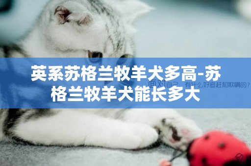 英系蘇格蘭牧羊犬多高-蘇格蘭牧羊犬能長多大