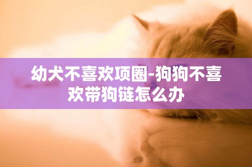 幼犬不喜歡項圈-狗狗不喜歡帶狗鏈怎么辦