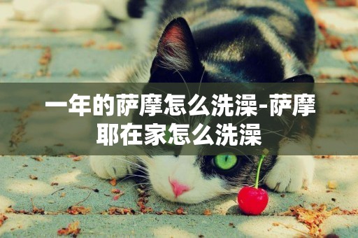 一年的薩摩怎么洗澡-薩摩耶在家怎么洗澡