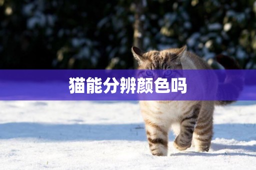 貓能分辨顏色嗎