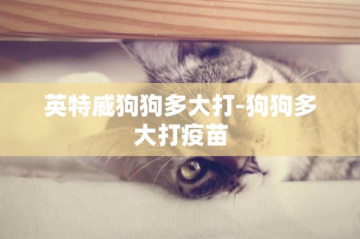 英特威狗狗多大打-狗狗多大打疫苗