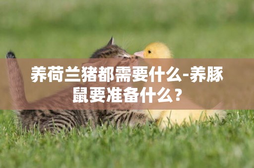 養荷蘭豬都需要什么-養豚鼠要準備什么？