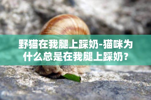 野貓在我腿上踩奶-貓咪為什么總是在我腿上踩奶？