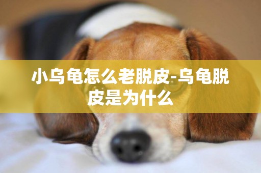 小烏龜怎么老脫皮-烏龜脫皮是為什么