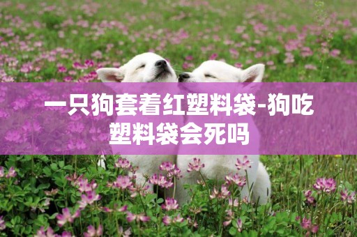 一只狗套著紅塑料袋-狗吃塑料袋會死嗎