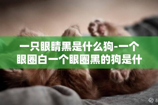 一只眼睛黑是什么狗-一個眼圈白一個眼圈黑的狗是什么品種?