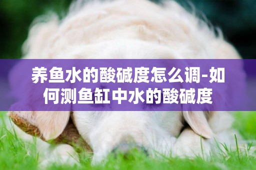 養魚水的酸堿度怎么調-如何測魚缸中水的酸堿度