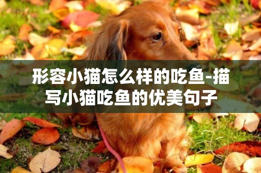 形容小貓怎么樣的吃魚-描寫小貓吃魚的優美句子