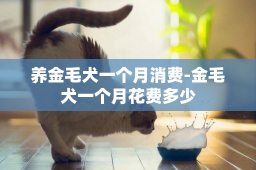 養金毛犬一個月消費-金毛犬一個月花費多少