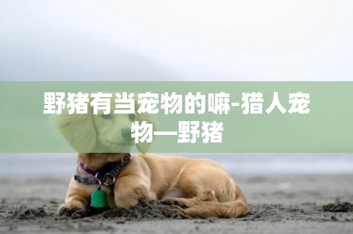野豬有當寵物的嘛-獵人寵物—野豬