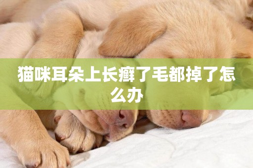 貓咪耳朵上長癬了毛都掉了怎么辦