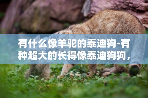 有什么像羊駝的泰迪狗-有種超大的長得像泰迪狗狗，這是什么狗？