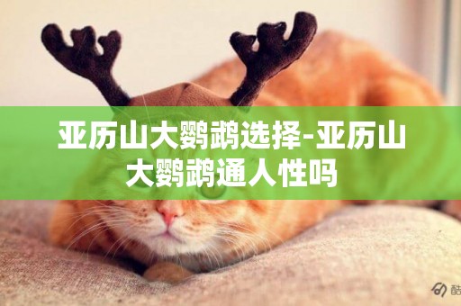 亞歷山大鸚鵡選擇-亞歷山大鸚鵡通人性嗎