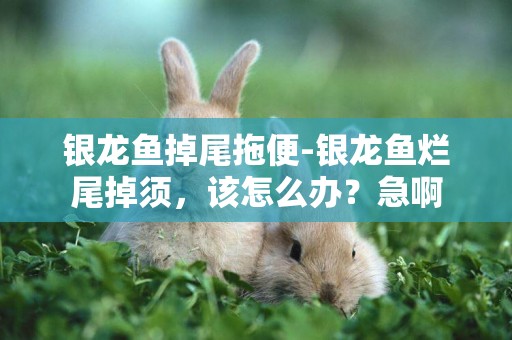 銀龍魚掉尾拖便-銀龍魚爛尾掉須，該怎么辦？急啊