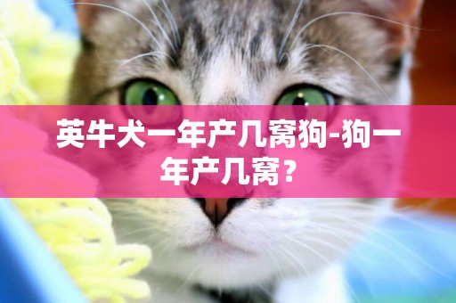 英牛犬一年產幾窩狗-狗一年產幾窩？