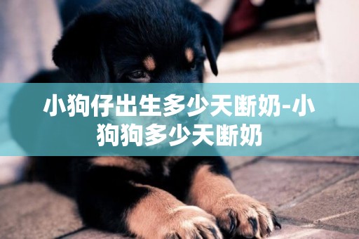 小狗仔出生多少天斷奶-小狗狗多少天斷奶