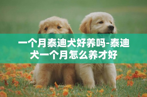 一個月泰迪犬好養嗎-泰迪犬一個月怎么養才好