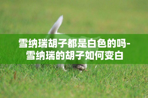 雪納瑞胡子都是白色的嗎-雪納瑞的胡子如何變白