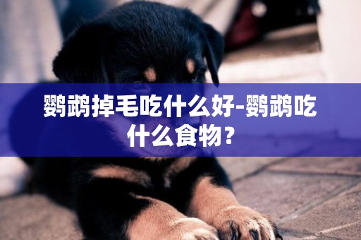 鸚鵡掉毛吃什么好-鸚鵡吃什么食物？