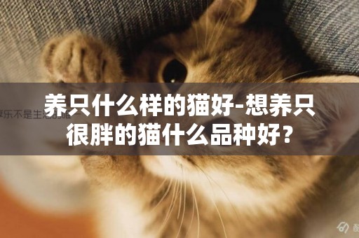 養只什么樣的貓好-想養只很胖的貓什么品種好？