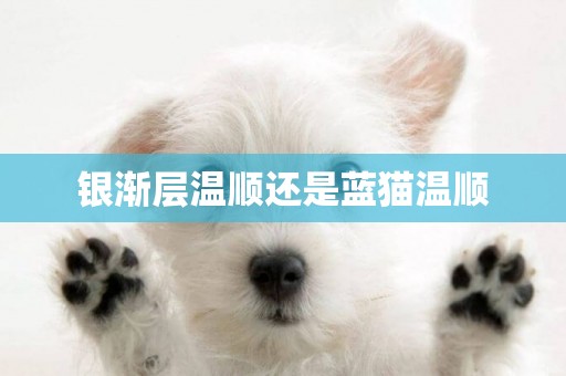 銀漸層溫順還是藍貓溫順