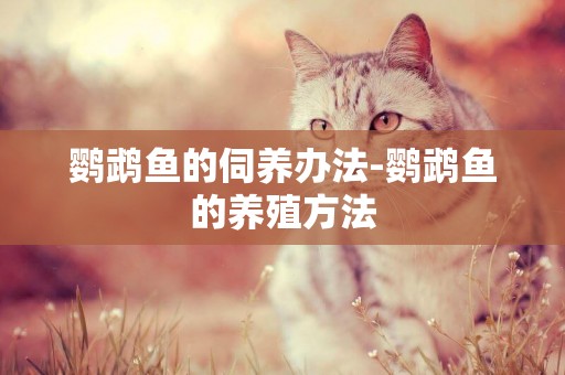 鸚鵡魚的伺養辦法-鸚鵡魚的養殖方法