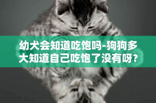 幼犬會知道吃飽嗎-狗狗多大知道自己吃飽了沒有呀？？？