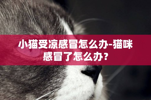 小貓受涼感冒怎么辦-貓咪感冒了怎么辦？