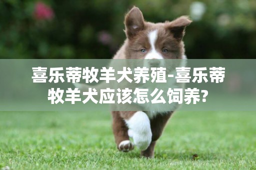 喜樂蒂牧羊犬養殖-喜樂蒂牧羊犬應該怎么飼養?