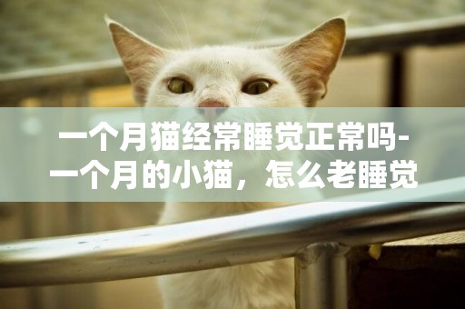 一個月貓經常睡覺正常嗎-一個月的小貓，怎么老睡覺