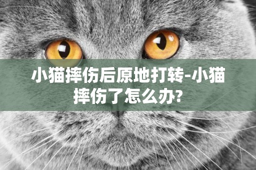 小貓摔傷后原地打轉-小貓摔傷了怎么辦?