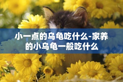 小一點的烏龜吃什么-家養的小烏龜一般吃什么