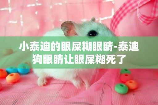 小泰迪的眼屎糊眼睛-泰迪狗眼睛讓眼屎糊死了