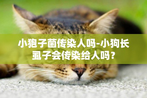 小狍子菌傳染人嗎-小狗長虱子會傳染給人嗎？