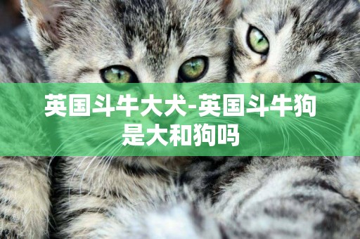 英國斗牛大犬-英國斗牛狗是大和狗嗎